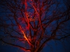 ckm2013_0241