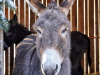 DSC08956-01