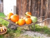 kuerbisfest_0057