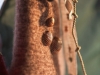 buss_0009