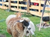 wolfgang_bock_0021