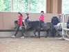 reiten2011_0050