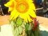 sommerfest2012_0101