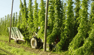 hopfen